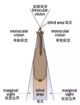 关于马的眼睛你可能不知道的5件事|马眼|视觉|黑体_新浪网