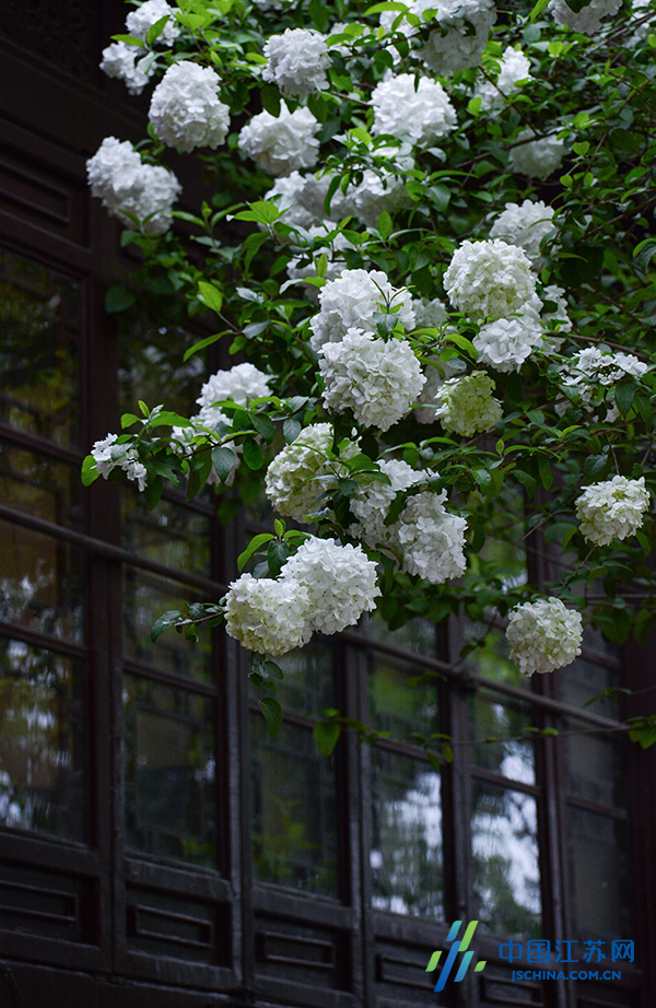 南京清凉山公园绣球花开 白花满树如雪