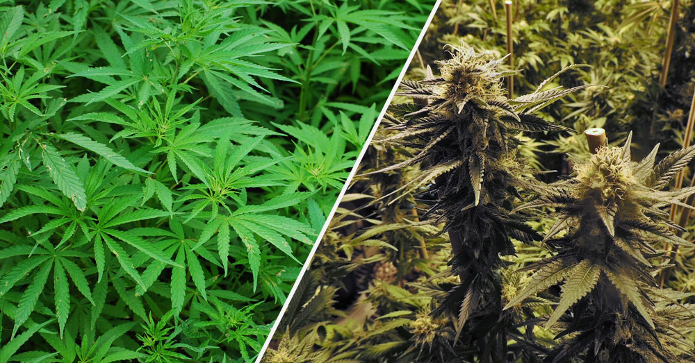 工业大麻（左）可以生长至高达6米（20英尺），可种植于广泛环境下，而毒品大麻则需室内环境（图片来源：大麻科普网站intellicbd）