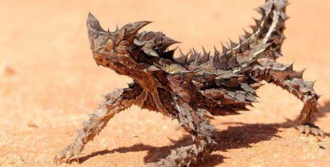 这些荆棘用来防御小蜥蜴,以防掠食者. 标签 狼鱼 泰坦甲虫