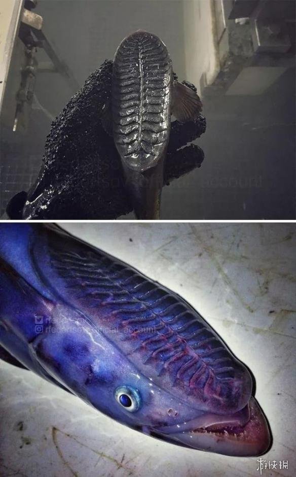 深海中那些稀奇古怪的动物 密密麻麻的眼睛令人窒息