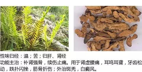 501个中草药图谱三附主治功效知道一半就太牛了