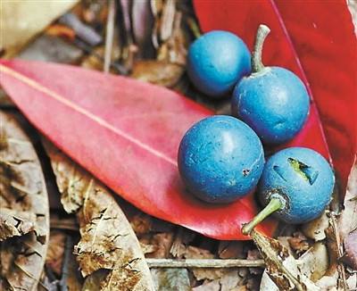 想做中国最懂水果的那个人