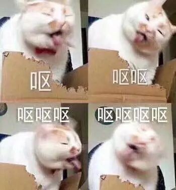 呕吐不是病吐多了要猫命