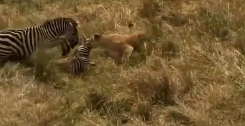 一只母斑马从狮子口中抢回了自己的孩子。（图源：视频截图）