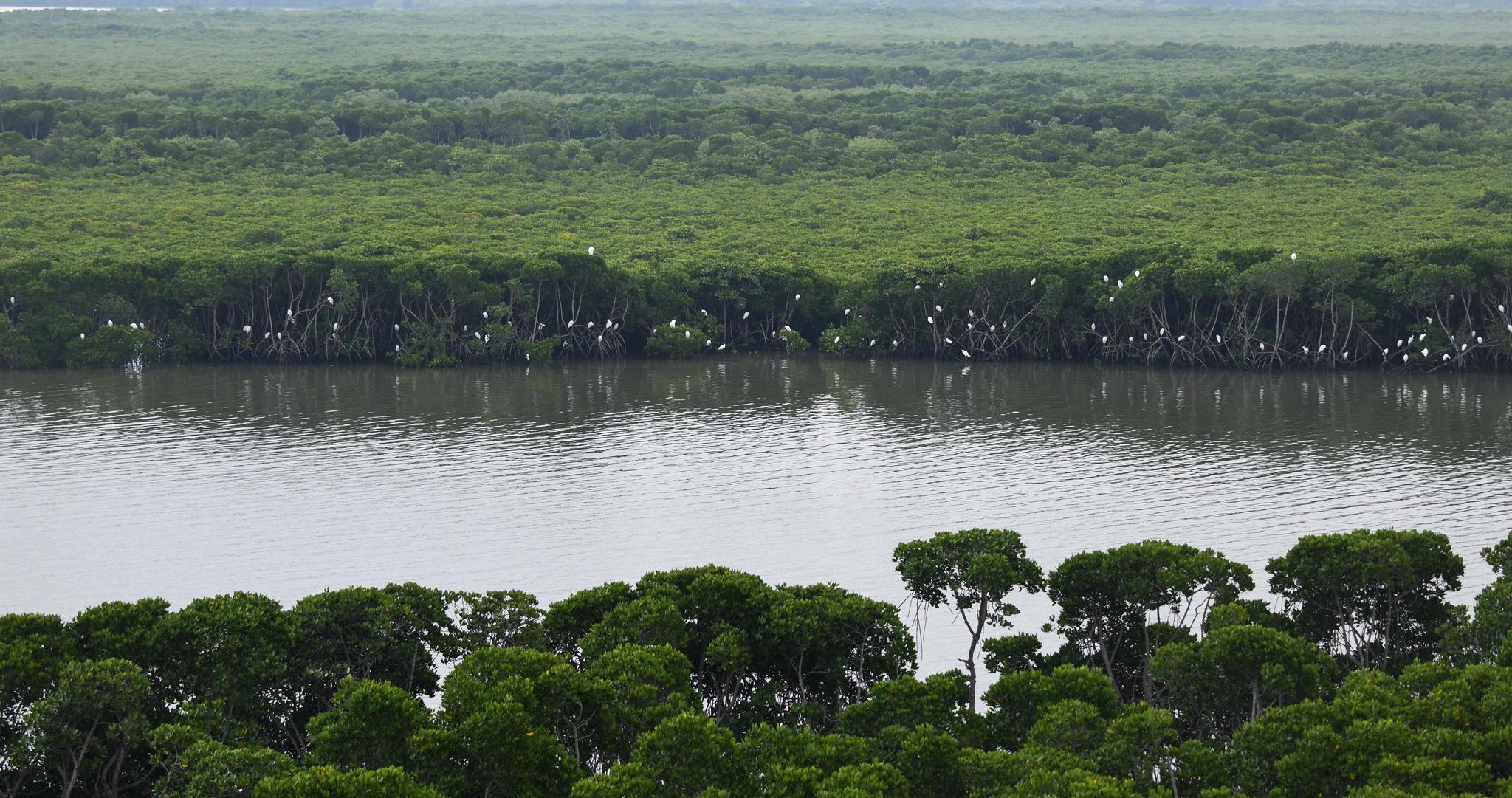 海南东寨港保护区红树林面积扩大至1771公顷