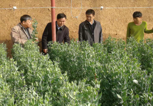 审计署沈阳特派办积极关注乡村振兴政策措施落