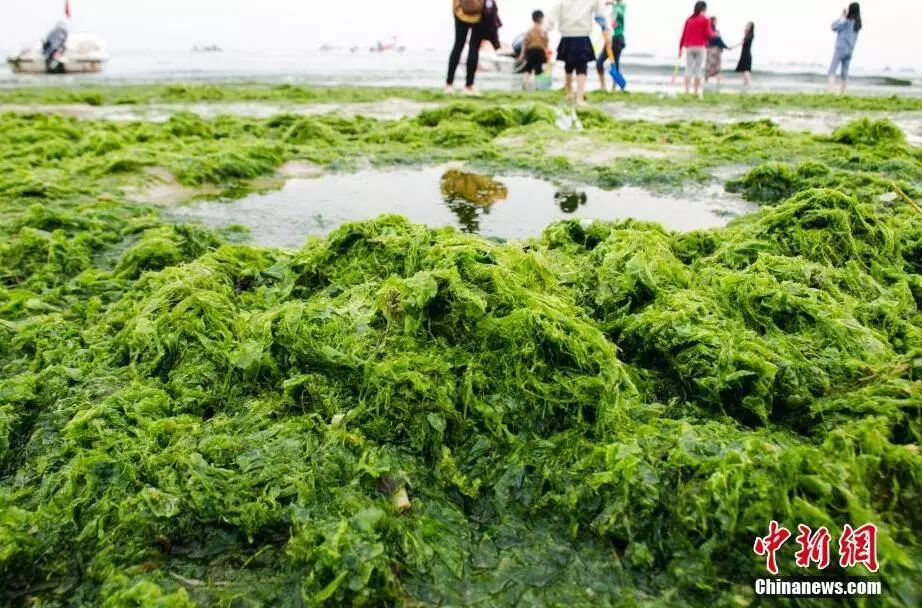 绿藻爆发,北海银滩竟成了"草原绿洲"