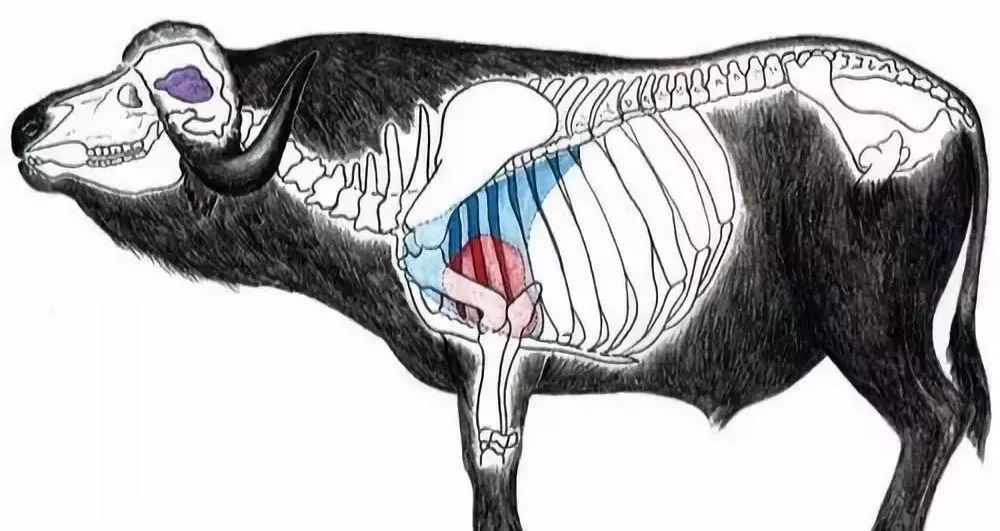 牛的心脏在胸腔里面,位于第三到第六根肋骨之间,大家如果看过斗牛的话