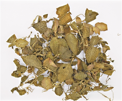 野生金线风一药难求