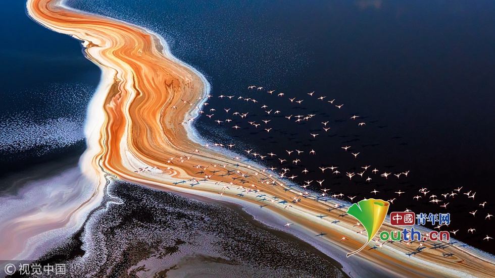 航拍火烈鸟成群飞掠马加迪湖一幕