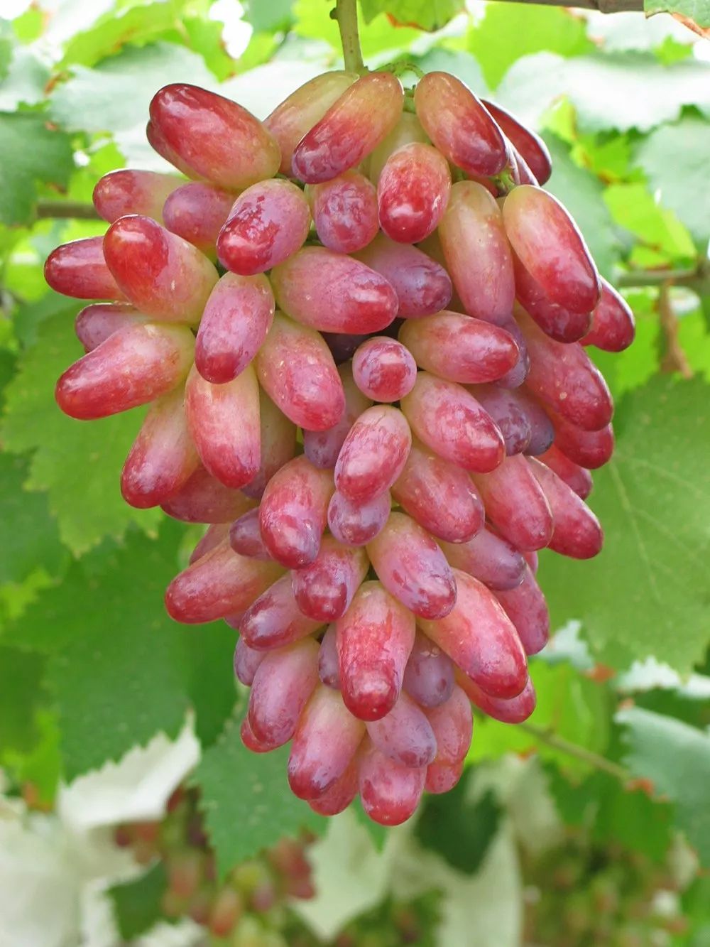 福利| 夏天就要甜蜜蜜!南京周边最好吃的葡萄原来都在这里