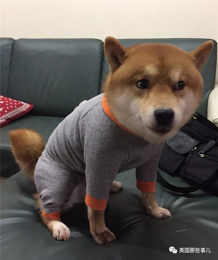 ▼生命在于运动,一起high起来▼大概是汪界"龅牙哥"▼还有这经典的