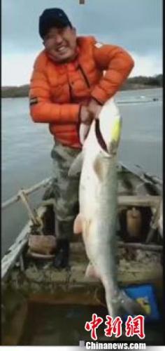 鳡鲦鱼身长1.4米 手机视频截图