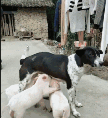 小狗每天吃不饱汪汪叫,主人某天看到这一幕终于明白了.