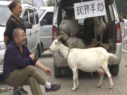 最近,羊圈正在维修,因此来到市里卖羊奶.