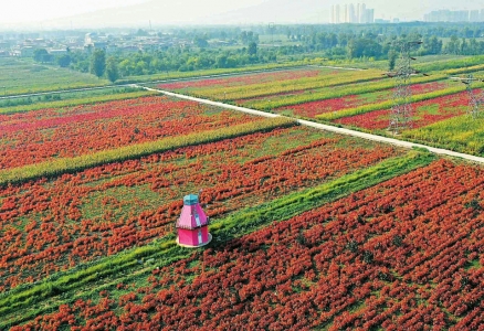 记者探访晋源花卉小镇不一样的"美"