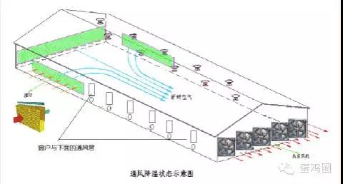 冬春季节封闭式鸡舍通风换气的要点
