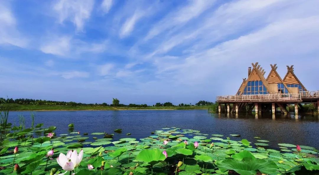 21 青岛姜山湿地马拉松:汗血宝马,羊驼领跑,前20名有奖金!