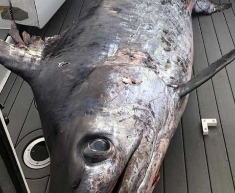 澳大利亚捕获世界第二大剑鱼,重达872斤!