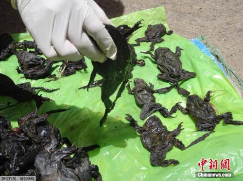 2016年10月，秘鲁普诺Coata河上出现数百只的的喀喀湖蛙的尸体。该物种在自然保护联盟濒临灭绝物种危急清单中，属于极危物种。