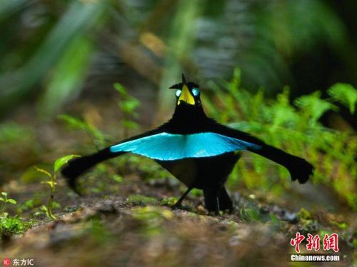 美国康奈尔大学科学家于巴布亚新几内亚境内，发现全新的鸟类物种，经鉴定后取名为“福格科普”（Vogelkop）。