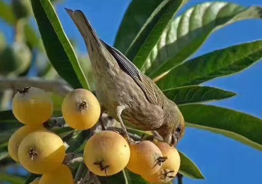 青种枇杷个头最大,白玉和荸荠种枇杷则比较小.