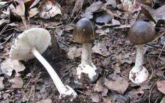 灰花纹鹅膏白毒伞(致命鹅膏)具体到广东,常见的剧毒蘑菇种类有