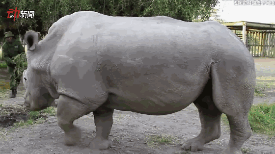 最后一头雄性死亡,北方白犀牛滑向灭绝边缘!