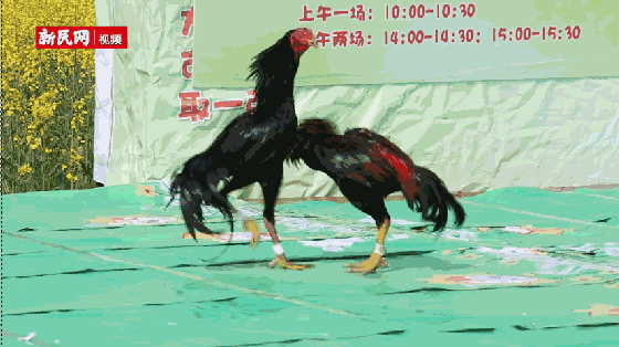 大地斗鸡.路逢斗鸡者,冠盖何辉赫.大鸡昂然来,小鸡竦而待.