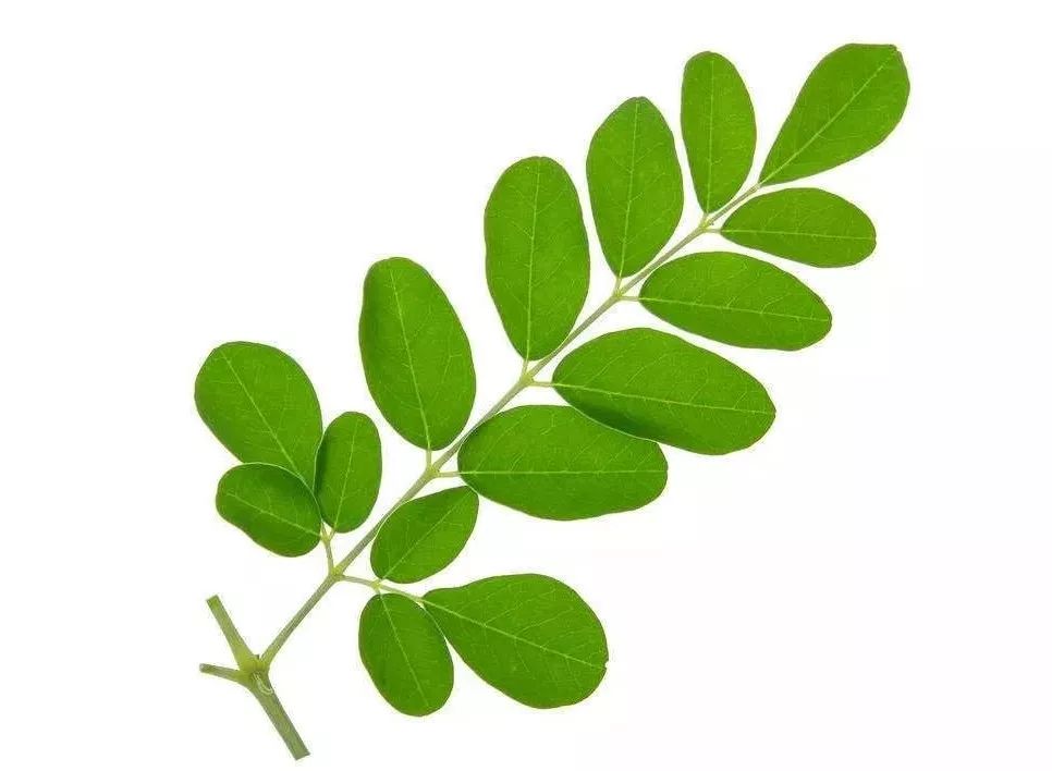 辣木叶黄酮结构分析及其对胰脂肪酶的抑制作用