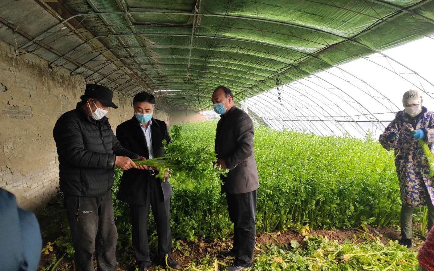 顺义河津营村24万斤芹菜滞销 村委联系批发市场找销路