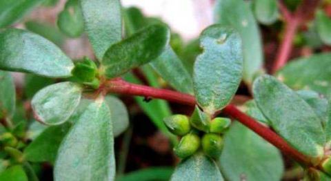 这种野菜农村遍地都是 能抗癌排毒养颜治疗皮肤病|排毒|野菜|马齿苋