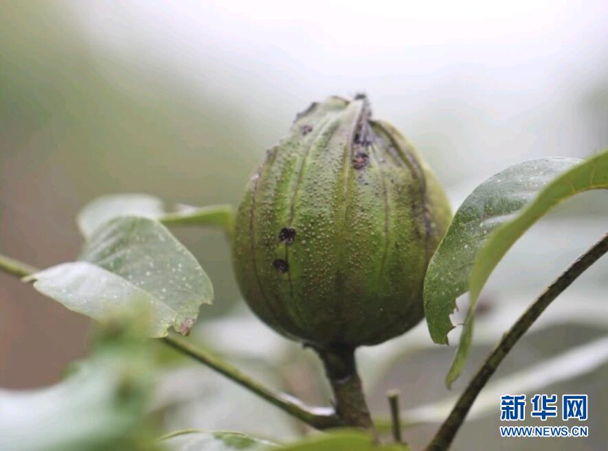 云南麻栗坡发现极度濒危植物喙核桃