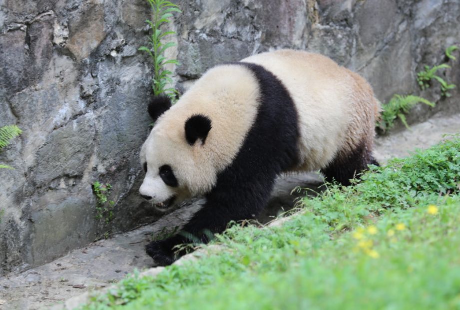 雅戈尔动物园|阿杰|大熊猫_新浪新闻