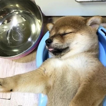 小柴犬吃饱后直接在自己的饭盆里睡着了,小模样萌炸了.