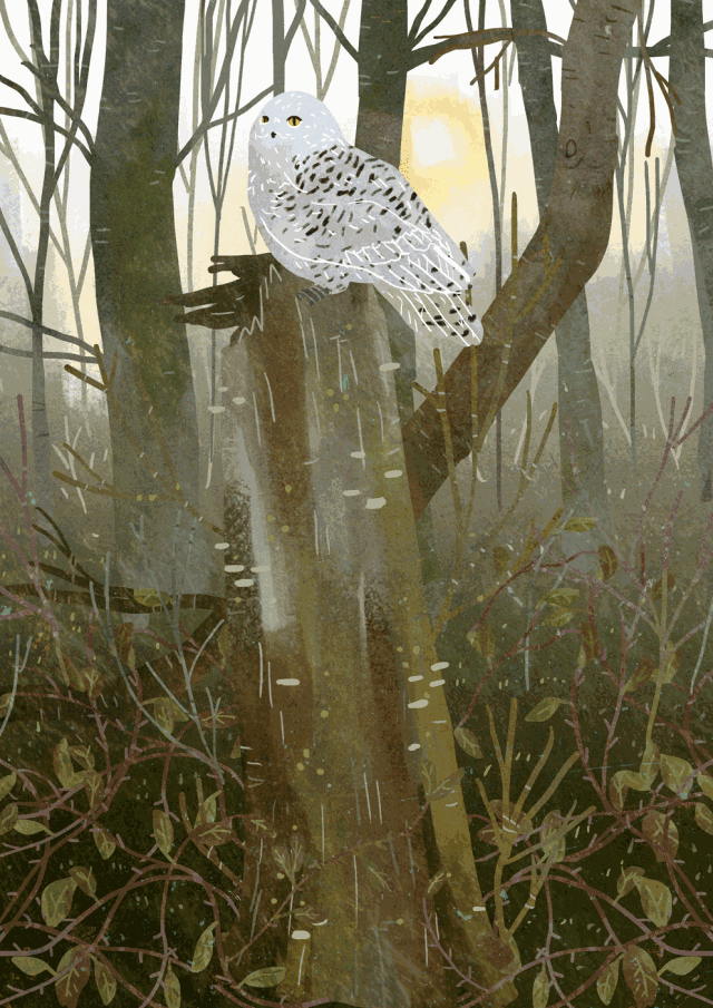 插画丨小清新插画就该这么造淡雅的gif真想生活在画里很美