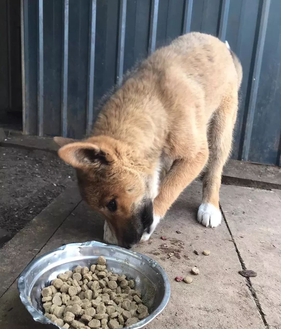 而这段年幼时期"当狗的生活",也是对它的野狗生涯产生了很大的影响