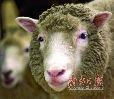 1996年7月5日，世界上第一只克隆羊诞生。 新华社发