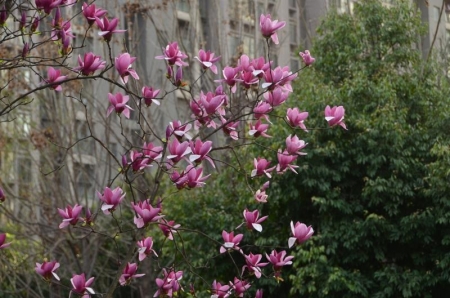 玉兰花娉婷翠萼带春寒