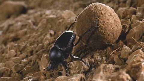 蜣螂是一类腐食性昆虫,它们吃死尸腐肉,更喜欢吃动物的粪便