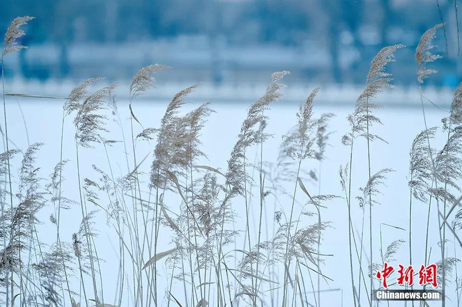 今日小雪:花雪随风不厌看 国际军事新闻网一片