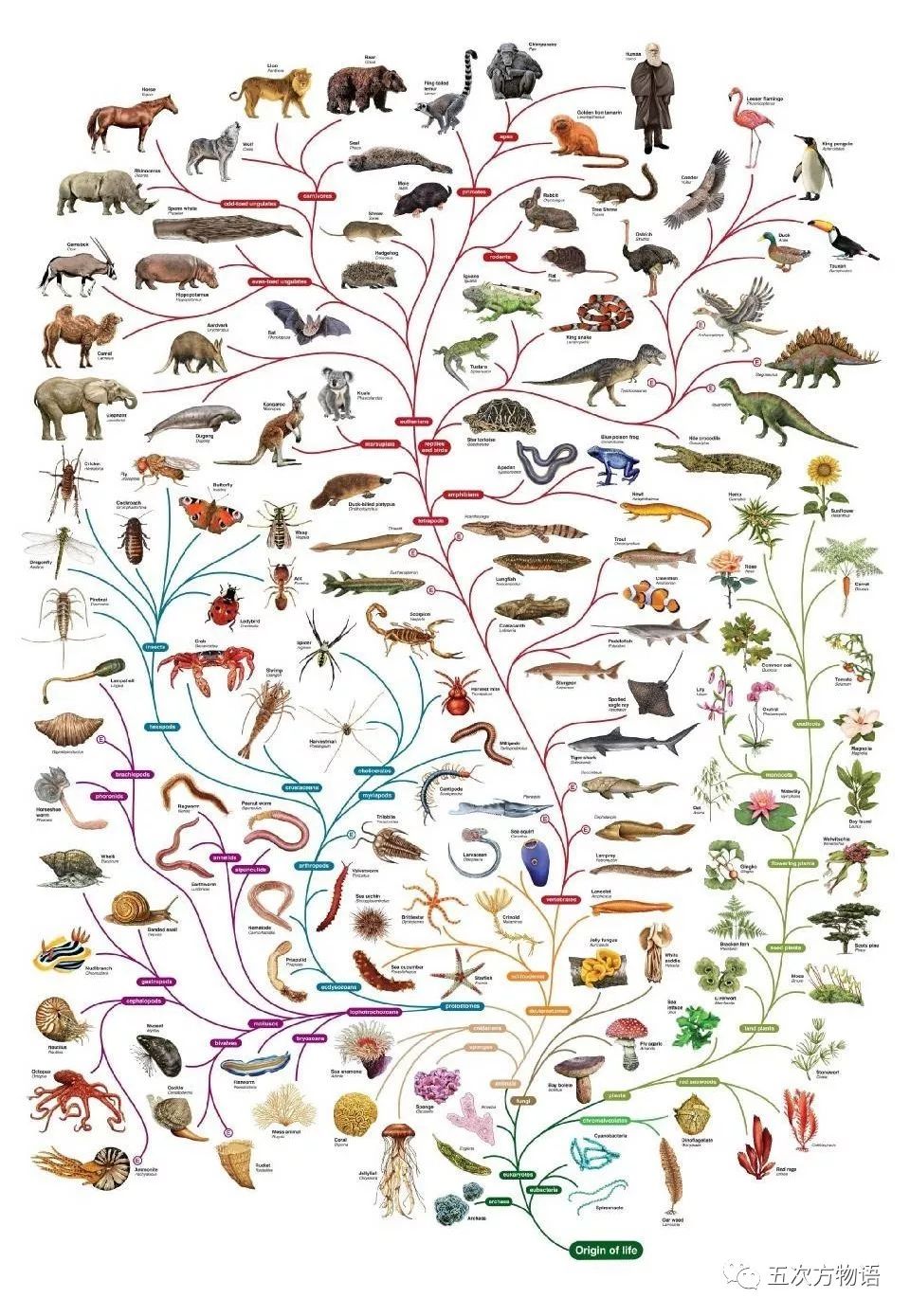 哪种动物和人类亲缘关系最近?鲨鱼,鲤鱼还是海参?