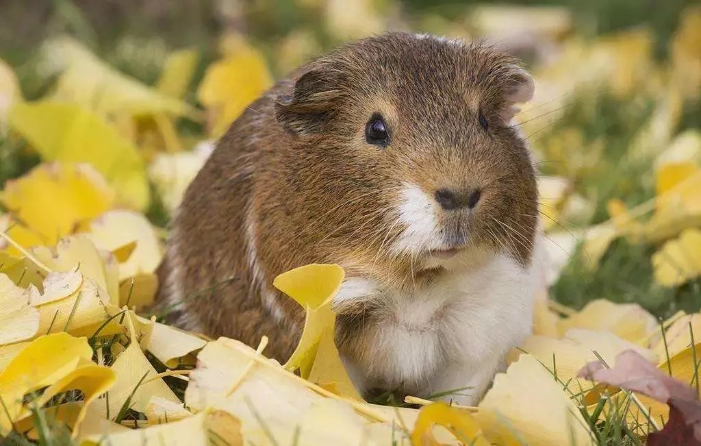 (猪眼看世界第46期)西安的燥热已是无语言表,为了加强猪笼的通风,小豚