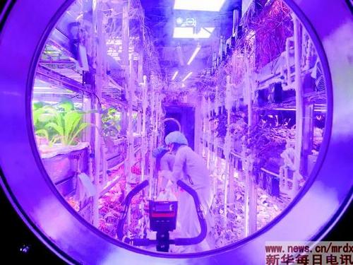 实验志愿者正在植物舱内采集植物（2017年7月18日摄）。　本报记者刘婧宇摄
