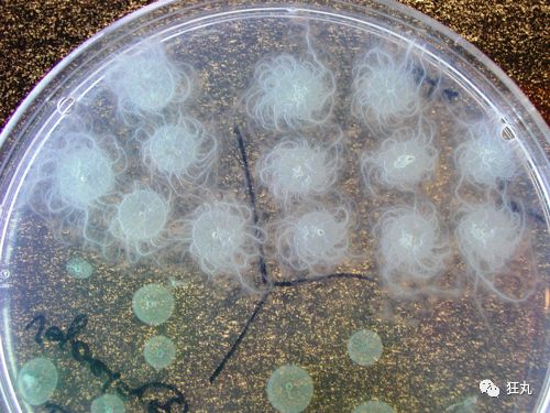 别人家的细菌能画画看着就想舔一口