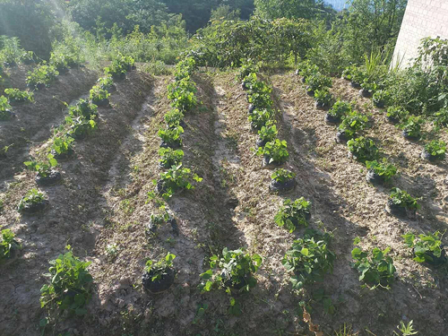 丰都金台村种植350余亩葛根产业助村民增收