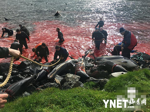 法罗群岛上百只海豚被捕杀 血染海湾触目惊心|法罗群岛|海湾|海豚_新