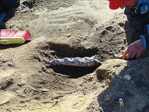 科学家在南极地区发掘化石。新华社/美洲通讯社