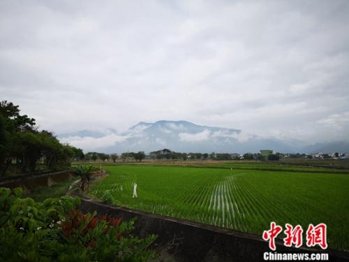 台湾写真 台东池上 稻田里来了艺术家 池上 新浪财经 新浪网